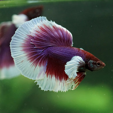 Dumbo Halfmoon - 11 weeks old