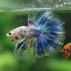 Galaxy/Candy Koi Halfmoon - 14 weeks old