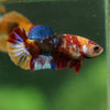 Multicolor/ Galaxy Koi Plakat- Female- 13 Weeks Old