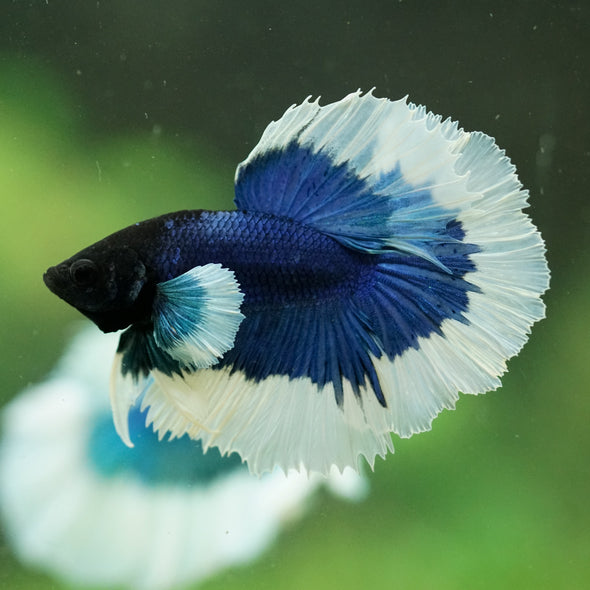 Dumbo Halfmoon - 12 weeks old