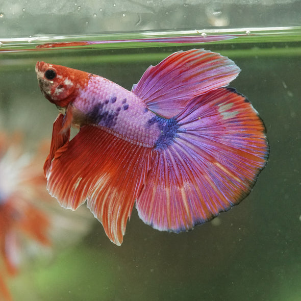 Galaxy/Candy Koi Halfmoon - 14 weeks old