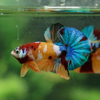 Multicolor/Galaxy Koi Plakat -16 weeks Old