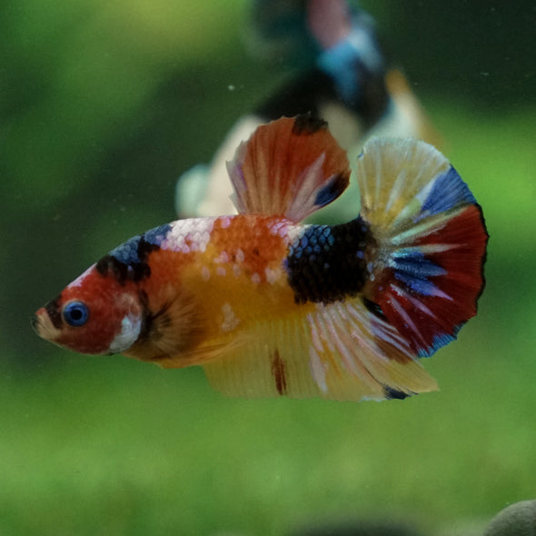 Multicolor/Galaxy Koi Plakat -11 weeks Old