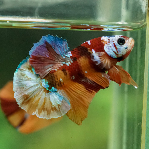 Multicolor/Galaxy Koi Plakat -13 weeks Old