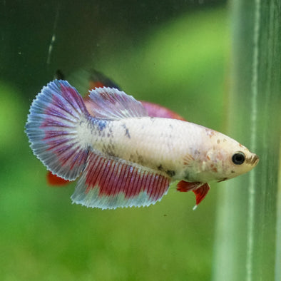 Multicolor/ Galaxy Koi Halfmoon - Female- 13 Weeks Old