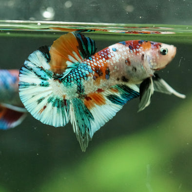 Multicolor/Galaxy Koi Plakat -16 weeks Old