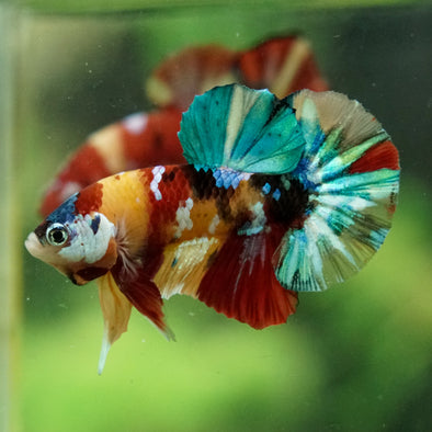 Multicolor/Galaxy Koi Plakat -16 weeks Old