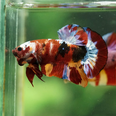 Multicolor/Galaxy Koi Plakat -16 weeks Old