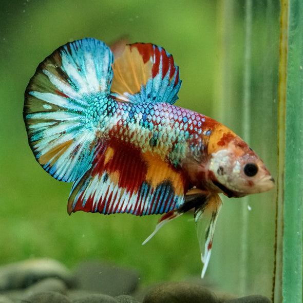 Multicolor/Galaxy Koi Plakat -16 weeks Old