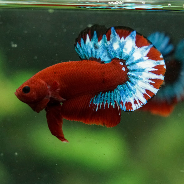 Red Fancy (Hell Boy) Plakat -13 weeks Old