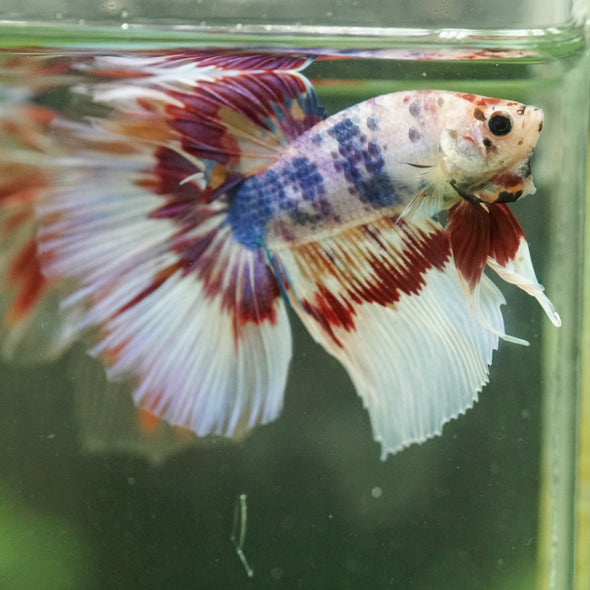 Galaxy/Candy Koi Halfmoon - 14 weeks old