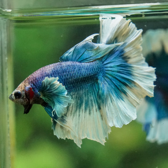 Dumbo Halfmoon - 12 weeks old