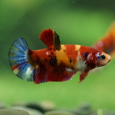 Multicolor/ Galaxy Koi Plakat- Female- 13 Weeks Old
