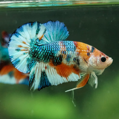 Multicolor/Galaxy Koi Plakat -16 weeks Old