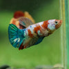 Multicolor/ Galaxy Koi Plakat- Female- 13 Weeks Old