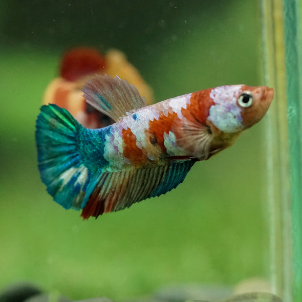 Multicolor/ Galaxy Koi Plakat- Female- 13 Weeks Old