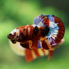 Multicolor/Galaxy Koi Plakat -16 weeks Old