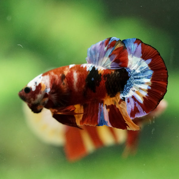 Multicolor/Galaxy Koi Plakat -16 weeks Old