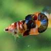 Multicolor/ Galaxy Koi Plakat- Female- 13 Weeks Old