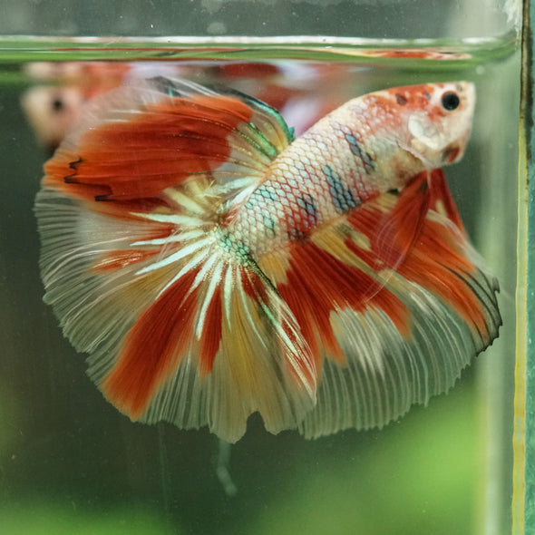 Galaxy/Candy Koi Halfmoon - 14 weeks old