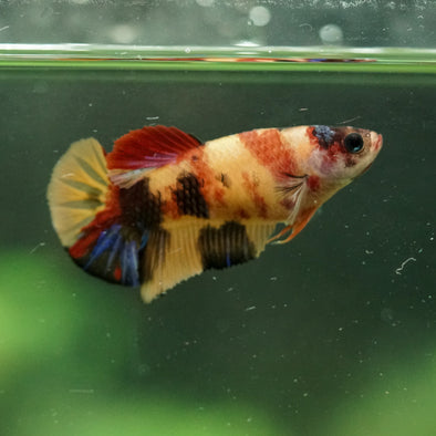 Multicolor/ Galaxy Koi Plakat- Female- 13 Weeks Old