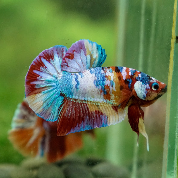 Multicolor/Galaxy Koi Plakat -13 weeks Old