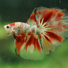 Galaxy/Candy Koi Halfmoon - 14 weeks old