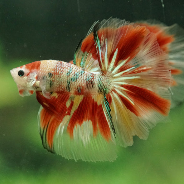 Galaxy/Candy Koi Halfmoon - 14 weeks old