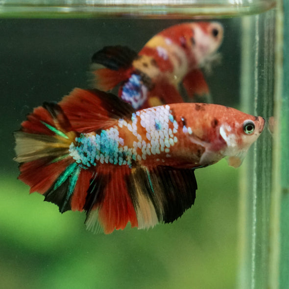Multicolor/ Galaxy Koi Halfmoon- Female- 13 Weeks Old