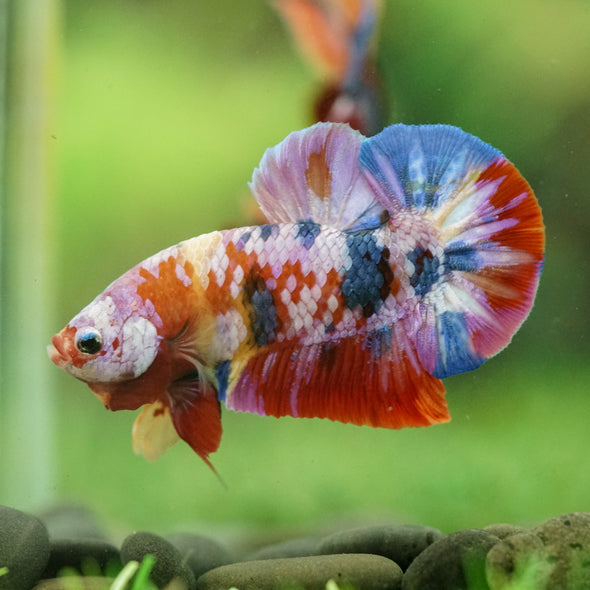 Multicolor/Galaxy Koi Plakat -16 weeks Old