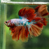 Galaxy/Candy Koi Halfmoon - 14 weeks old