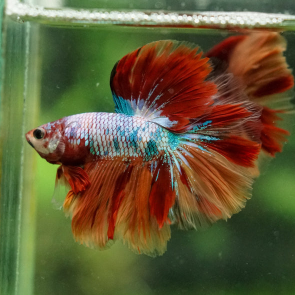 Galaxy/Candy Koi Halfmoon - 14 weeks old