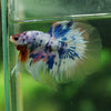 Galaxy/Candy Koi Halfmoon - 13 weeks old