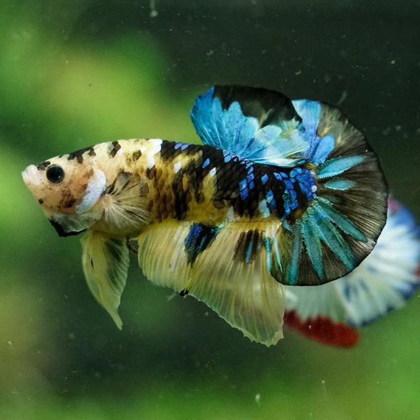 Multicolor/Galaxy Koi Plakat -16 weeks Old