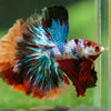 Galaxy/Candy Koi Halfmoon - 14 weeks old