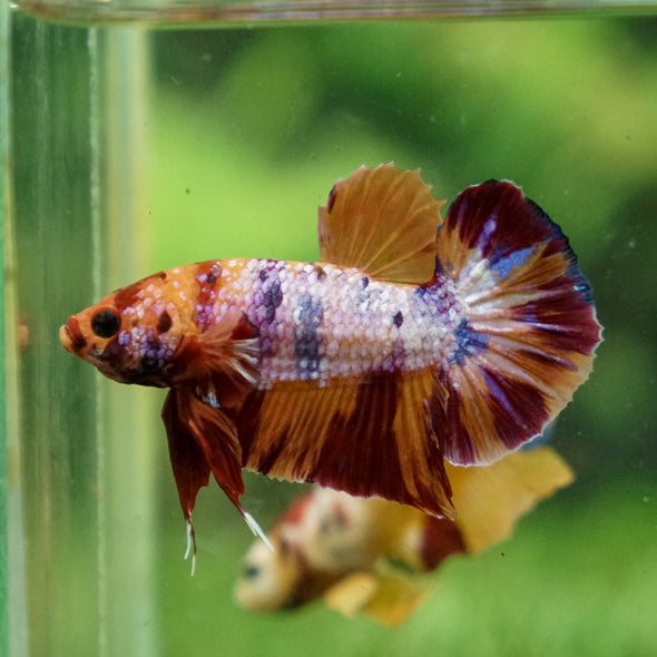 Multicolor/Galaxy Koi Plakat -13 weeks Old