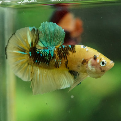 Multicolor/Galaxy Koi Plakat -16 weeks Old