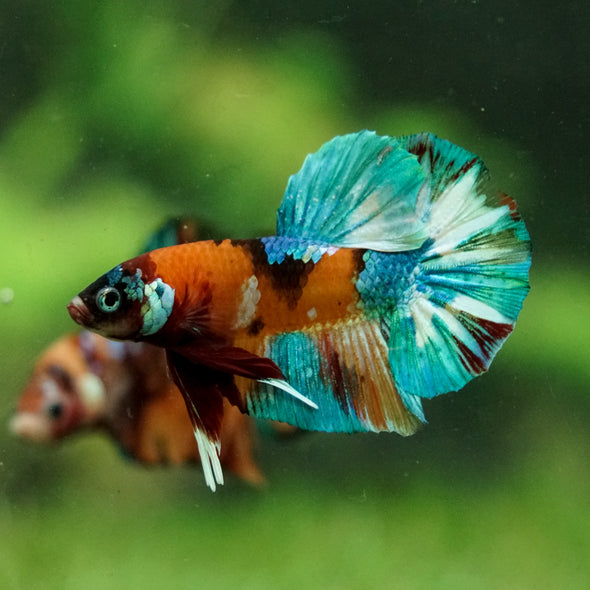 Multicolor/Galaxy Koi Plakat -16 weeks Old