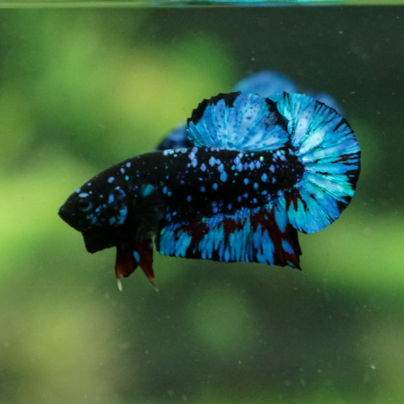 Black Koi Galaxy Plakat (Avatar) -13 weeks Old