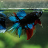 Black Base Galaxy Koi Halfmoon (Avatar) - 14 weeks old