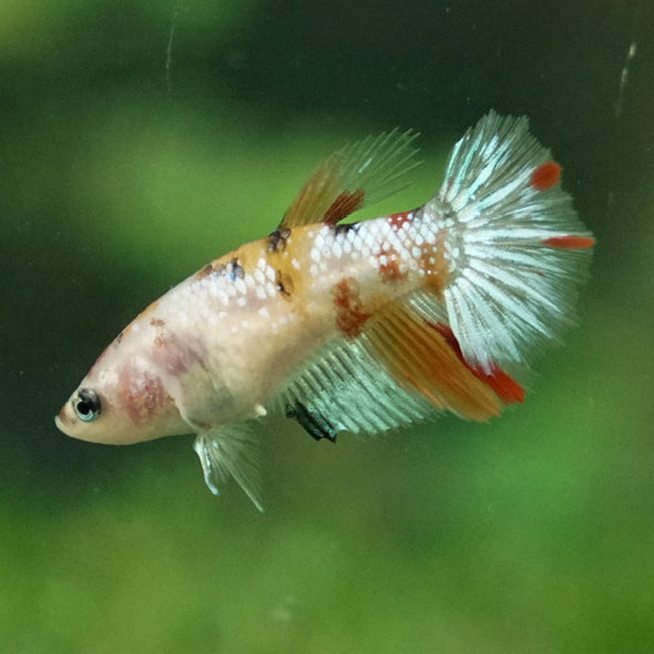 Multicolor/ Galaxy Koi Halfmoon- Female- 13 Weeks Old