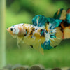 Multicolor/Galaxy Koi Plakat -13 weeks Old