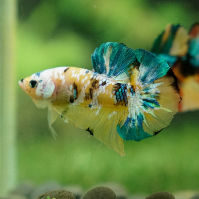 Multicolor/Galaxy Koi Plakat -13 weeks Old