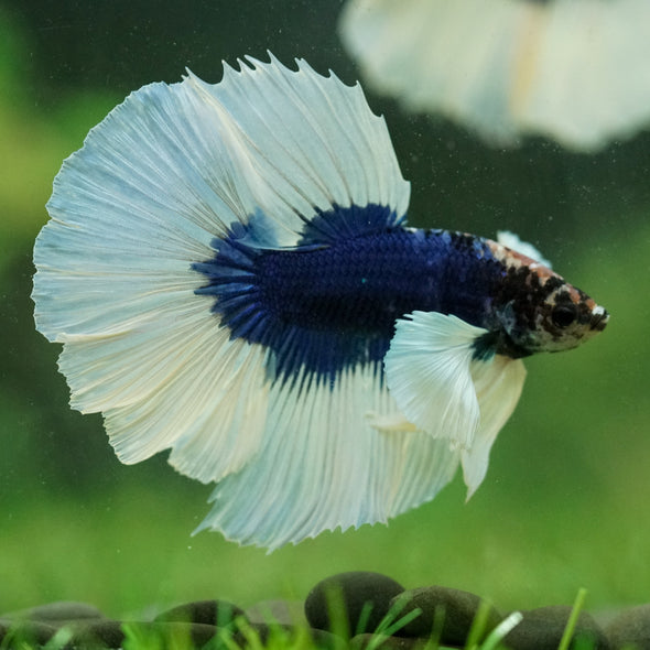 Dumbo Halfmoon - 14 weeks old