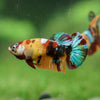 Multicolor/ Galaxy Koi Plakat - Female- 13 Weeks Old