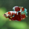 Multicolor/Galaxy Koi Plakat -16 weeks Old