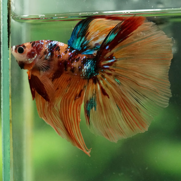 Galaxy/Candy Koi Halfmoon - 14 weeks old