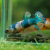 Multicolor/ Galaxy Koi Plakat- Female- 13 Weeks Old