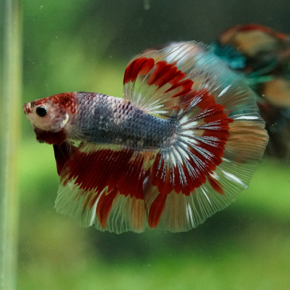 Galaxy/Candy Koi Halfmoon - 14 weeks old