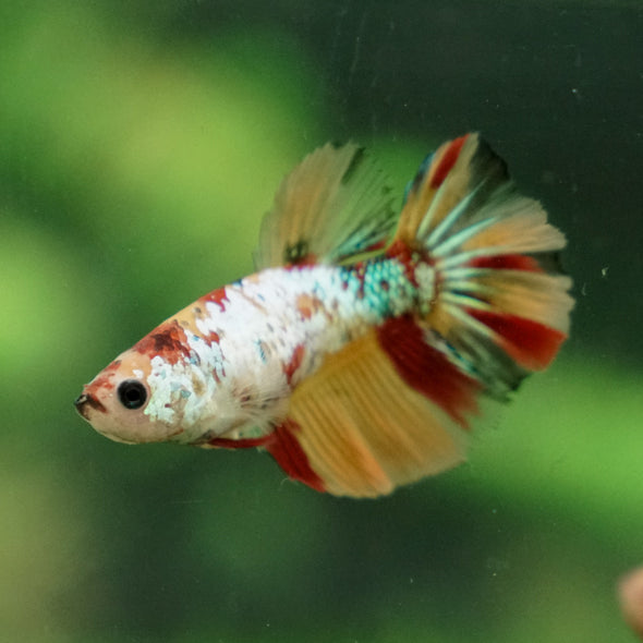 Multicolor/ Galaxy Koi Halfmoon- Female- 13 Weeks Old